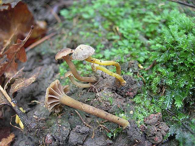 Camarophyllopsis micacea      (Berk. & Broome)       Arnolds